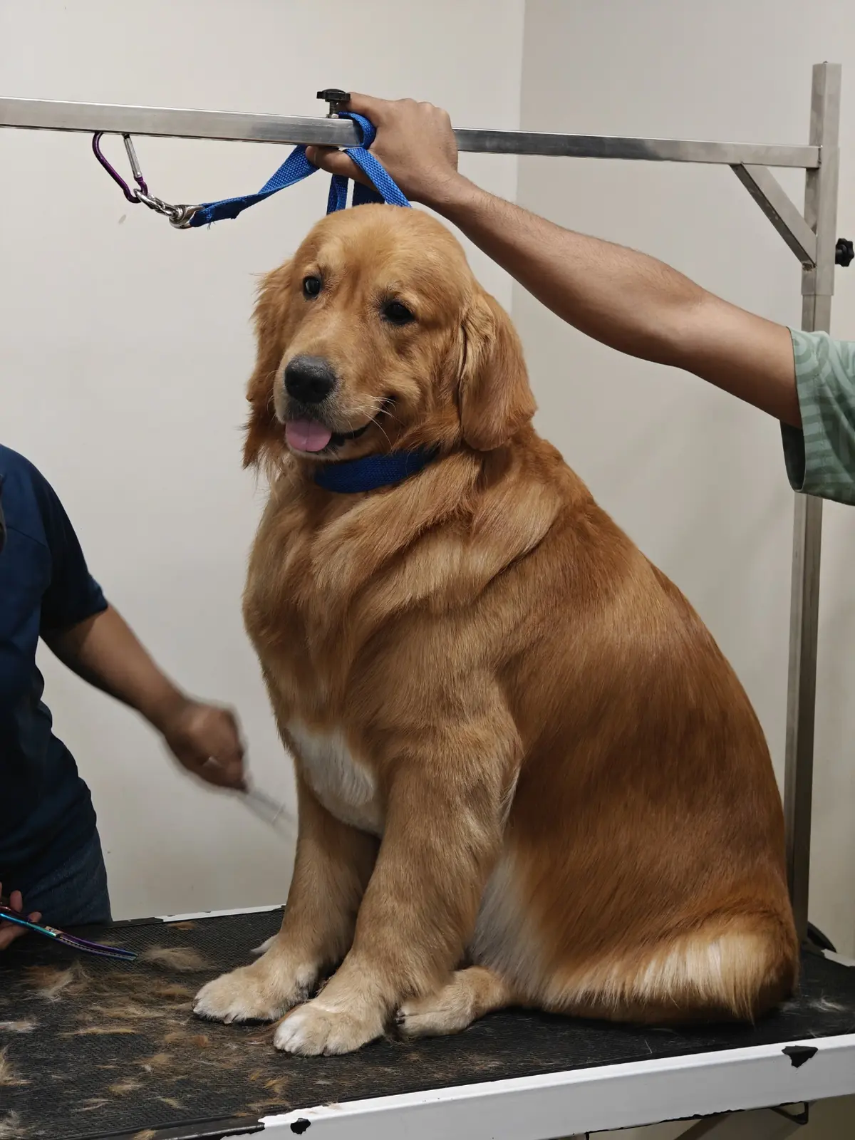 Hands-on grooming practice at Beauty in the Beast Academy
