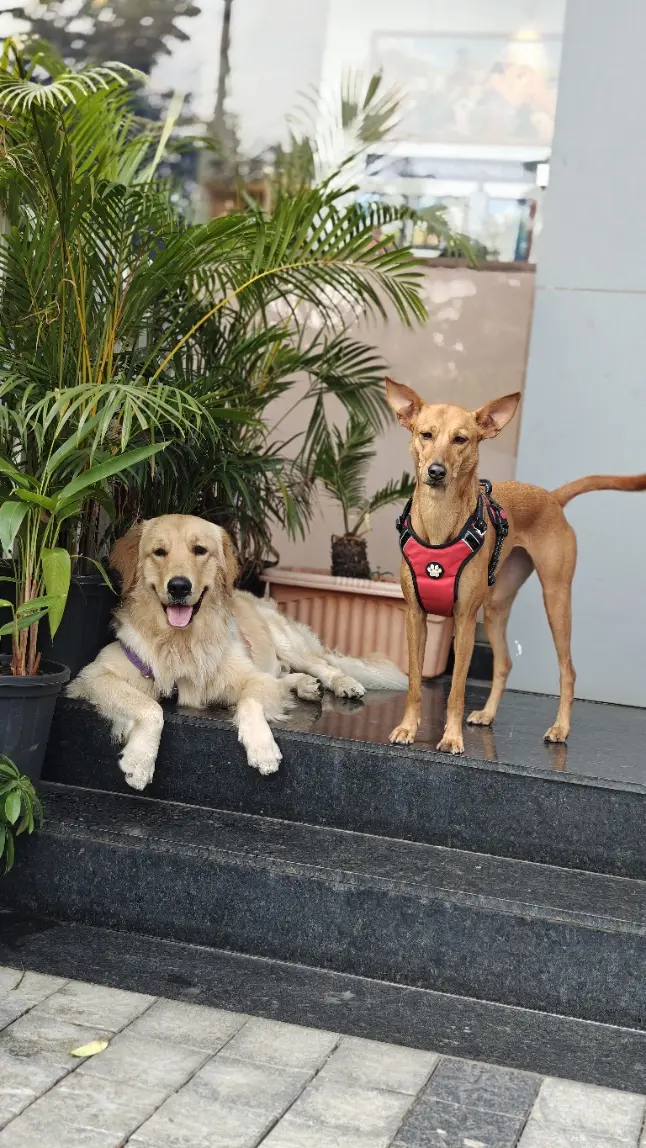 Dogs in the Beauty in the Beast daycare programme
