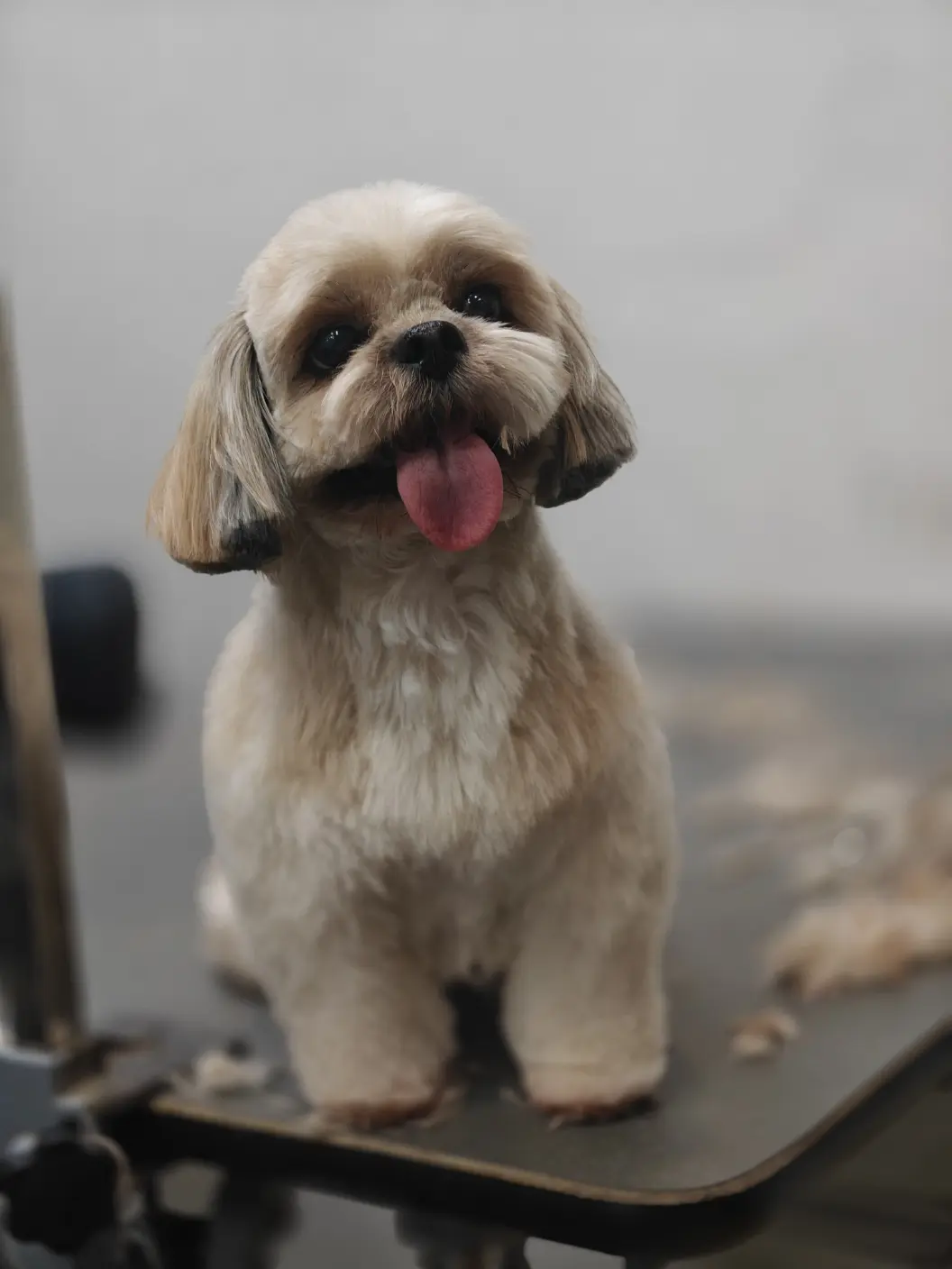 A finished grooming result at Beauty in the Beast