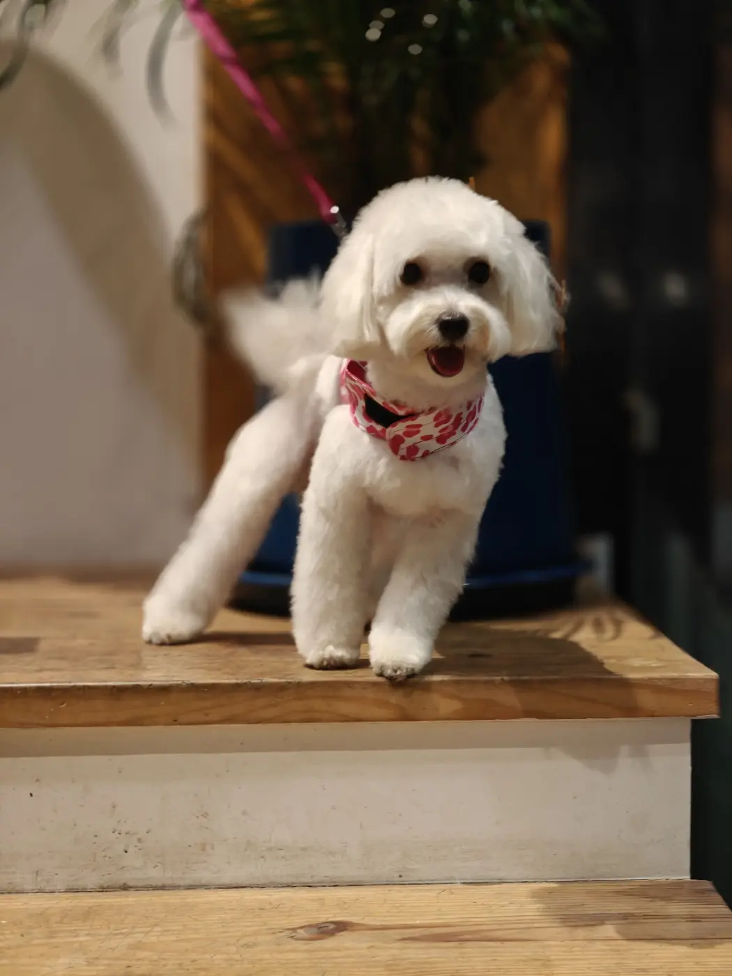 A groomed dog at Beauty in the Beast